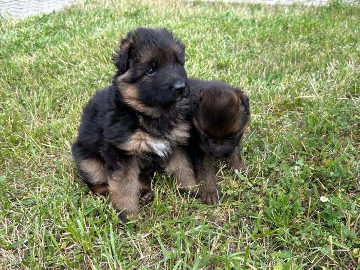 Dlouhosrstý německý ovčák s PP