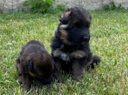 Dlouhosrstý německý ovčák s PP