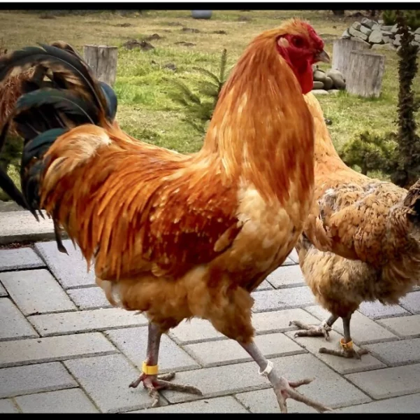 Šumavanka Velká prodej NV