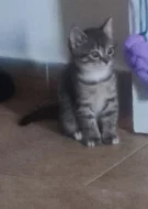 Vyloženě kocourky ,mama britka.