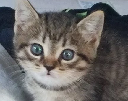 Vyloženě kocourky ,mama britka.