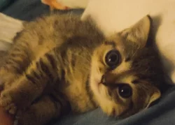 Vyloženě kocourky ,mama britka.