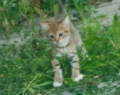 Vyloženě kocourky ,mama britka.