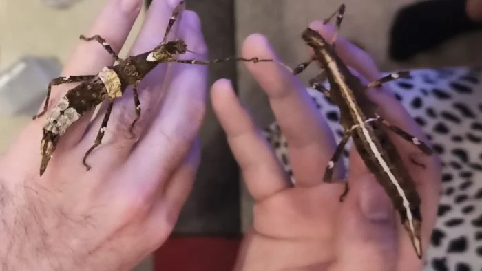 Sungaya inexpectata 1.1