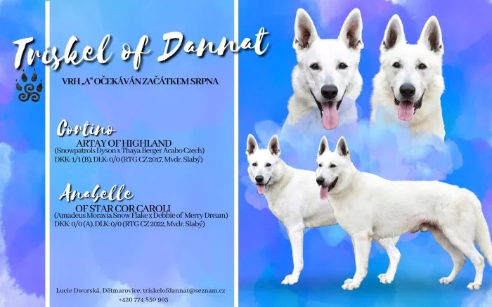 Bílý švýcarský ovčák