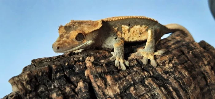 Pagekon řasnatý (Correlophus ciliatus)