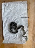 Mláďata užovky červené Elaphe guttata různé mutace