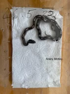 Mláďata užovky červené Elaphe guttata různé mutace