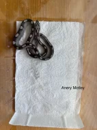 Mláďata užovky červené Elaphe guttata různé mutace