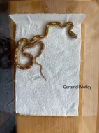 Mláďata užovky červené Elaphe guttata různé mutace