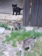 Koťátka zdarma