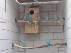 Prodam letosni Alexandry male,DNA