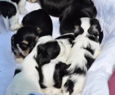 Havanský psík s PP
