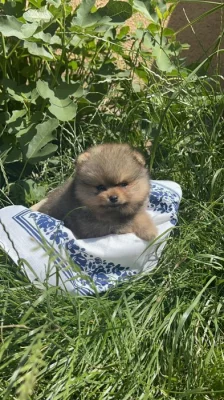 Pomeranian