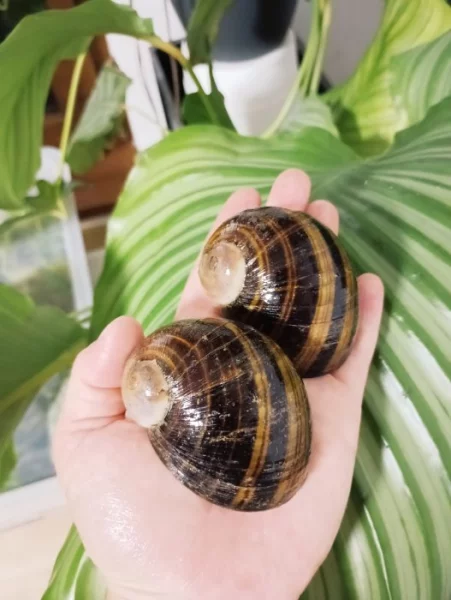 Helicophanta magnifica