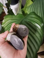 Helicophanta magnifica