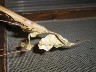 Idolomantis diabolica