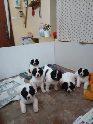 Nabízím štěňátka plemene Landseer