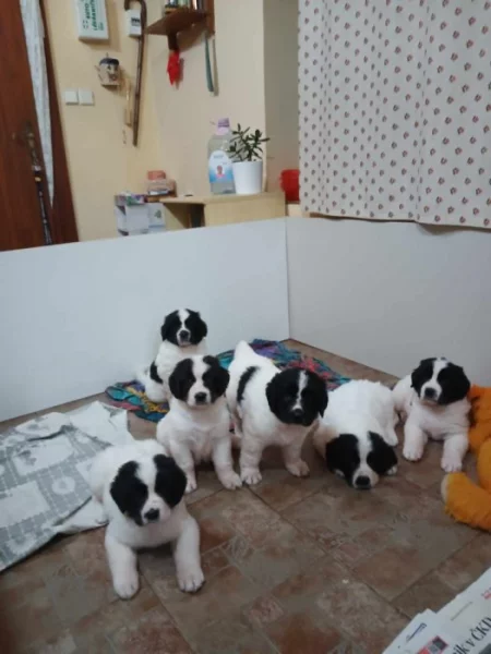 Nabízím štěňátka plemene Landseer