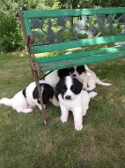 Nabízím štěňátka plemene Landseer