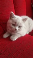 Britský lila kocourek
