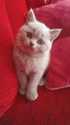 Britský lila kocourek