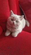 Britský lila kocourek