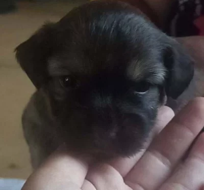 Štěnata Jack Russell x čivava krátkosrstá