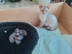 Koťátka Sphynx k prodeji bez PP