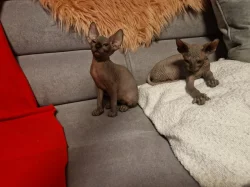 Koťátka Sphynx k prodeji bez PP