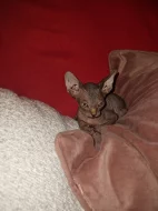 Koťátka Sphynx k prodeji bez PP