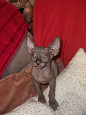 Koťátka Sphynx k prodeji bez PP
