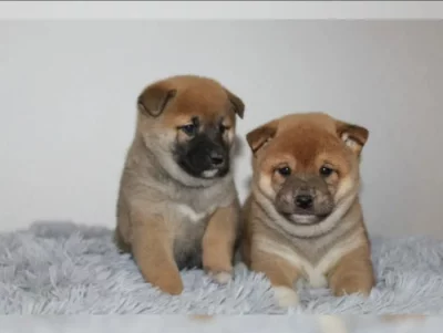 Prodej štěňat shiba inu z lovu a shiba inu.