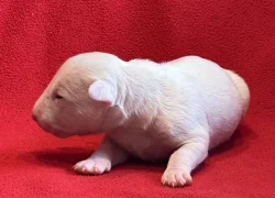 Miniaturní bulteriér s PP