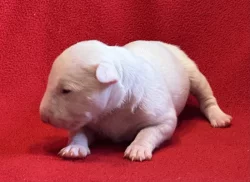 Miniaturní bulteriér s PP