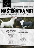 Miniaturní bulteriér s PP