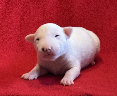 Miniaturní bulteriér s PP