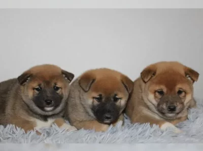 Shiba Inu Praha