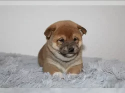 Shiba Inu Praha