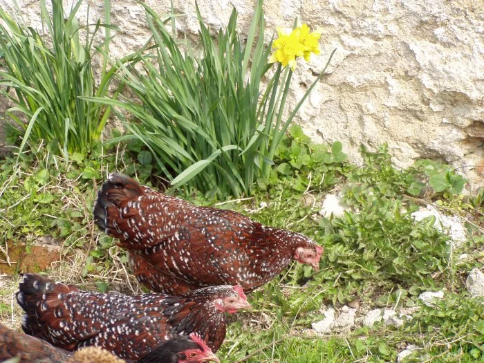 zdr.sasexka trojbarevná