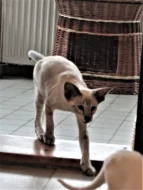 Siamská koťata s PP