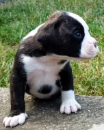 Německý boxer - fenky