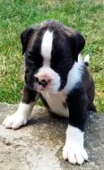 Německý boxer - fenky