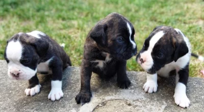 Německý boxer - fenky