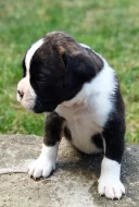 Německý boxer - fenky