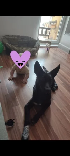 Kříženec Vlčáka/Labradora