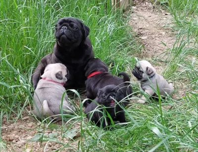 Štěňata mopsů na prodej.
