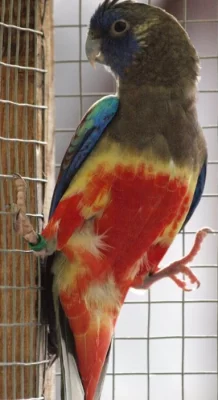 Papousek rudobrichy