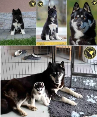 Sibiřský husky s PP