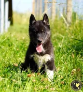 Sibiřský husky s PP